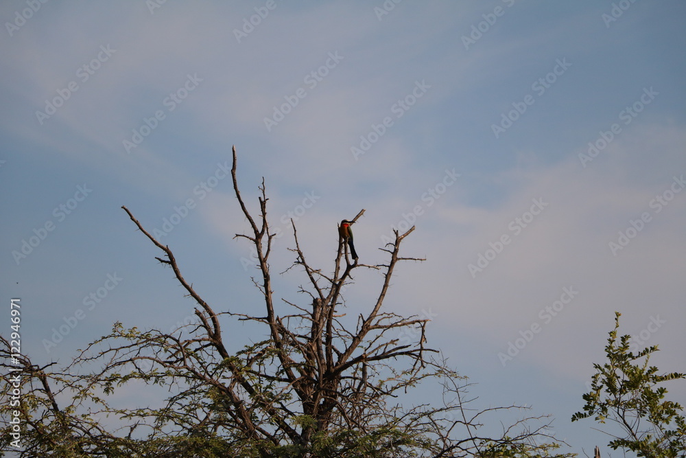 Swallowtail Bee Eater sits in acacia tree, Namibia Africa Swallowtail Bee Eater sits in acacia tree, Namibia Africa