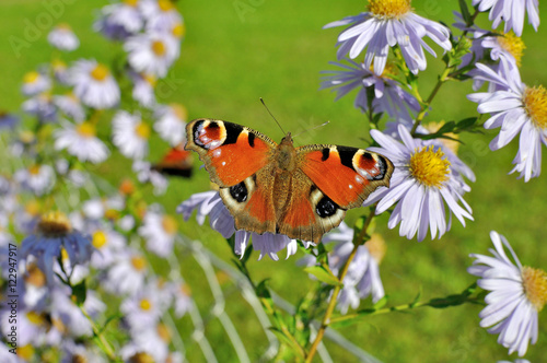 European Peacock (Aglais io) butterfly found in Europe and temperate Asia, sitting on chamomile bloom.