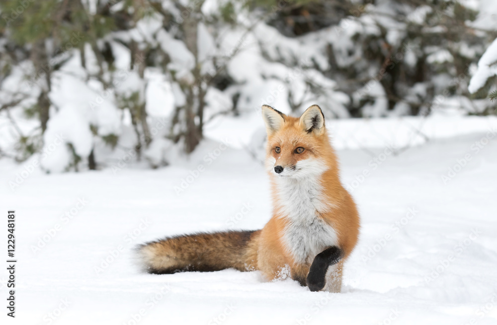 A Red fox (Vulpes vulpes) with a bushy tail isolated against a white background hunting in the winter snow in Algonquin Park, Canada