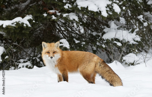 A Red fox (Vulpes vulpes) with a bushy tail hunting in the winter snow in Algonquin Park, Canada