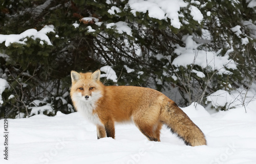 Obraz na plátně A Red fox (Vulpes vulpes) with a bushy tail hunting in the winter snow in Algonq