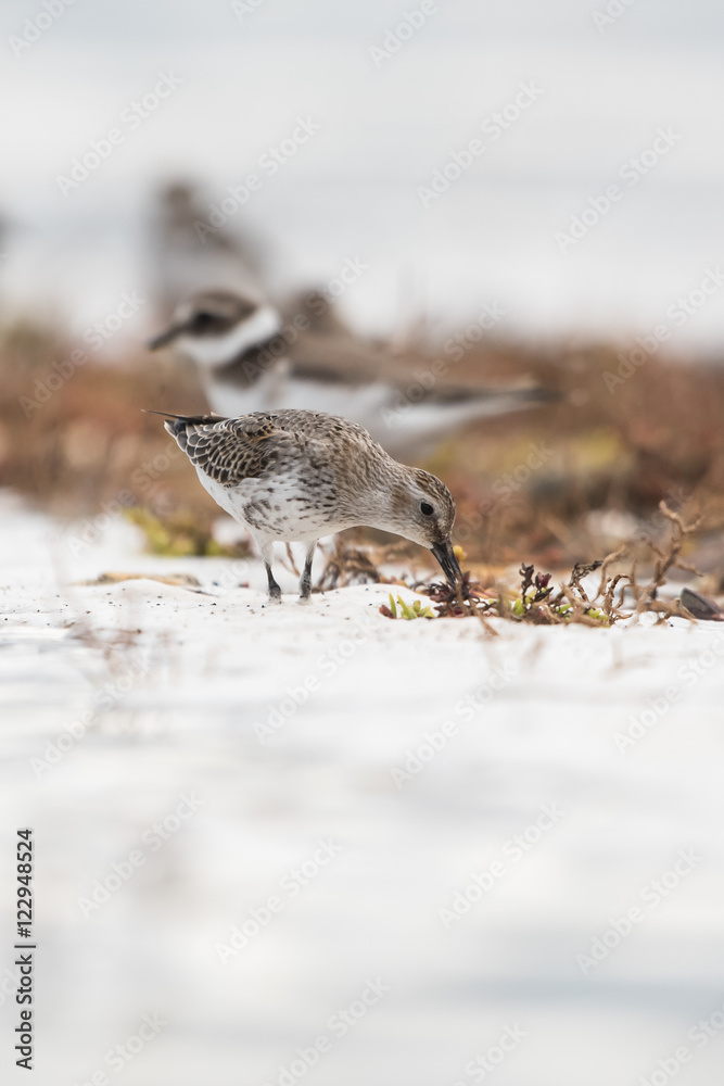 Dunlin, Calidris alpine Dunlin, Calidris alpine