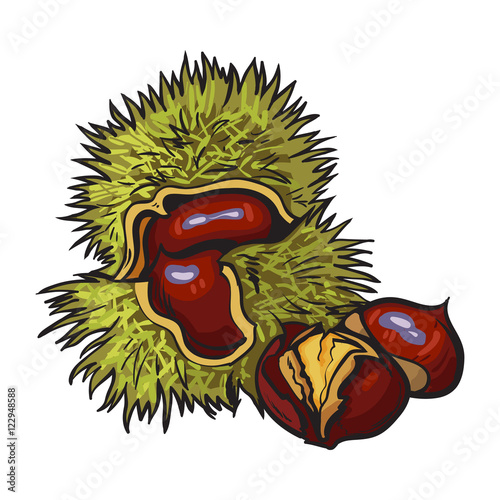 Peeled and whole horse chestnuts, vector illustration isolated on white background. Drawing of chestnuts with and without green peel, delicious healthy vegan snack