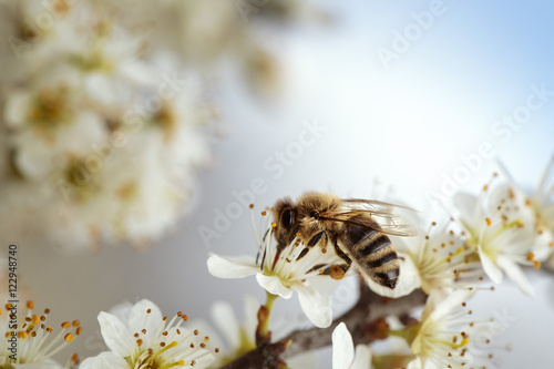 Honeybee on Apple Tree in Spring