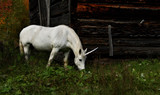 A realistic mythical unicorn grazes in a grassy field beside a barn in Canada