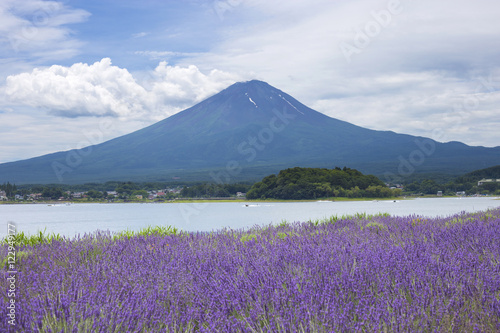 Lavender field and Mt.Fuji