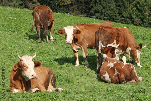 Cows, Kühe, Vorderwälder Rasse © vulkanismus