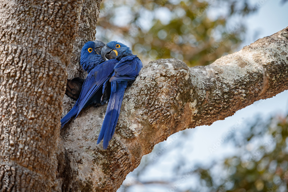 Fototapeta premium hyacinth macaws love on a palm tree in the nature habitat, wild brasil, brasilian wildlife, birding, biggest parrot, blue magic, palm nuts, blue