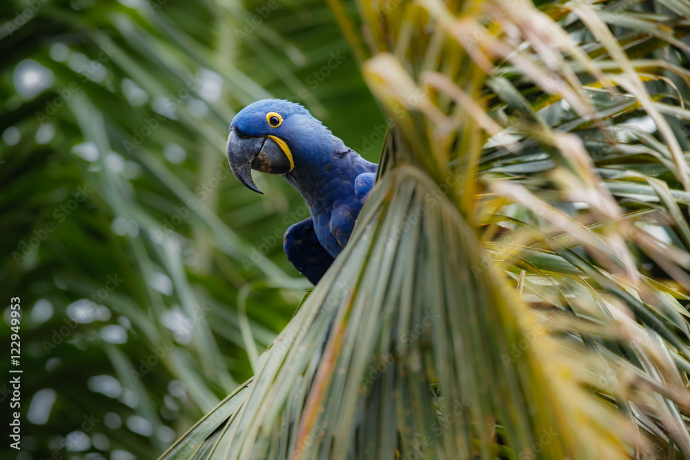 Naklejka premium hyacinth macaw on a palm tree in the nature habitat, wild brasil, brasilian wildlife, birding, biggest parrot, blue magic, palm nuts, blue