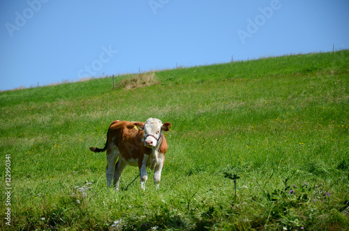 Obraz na płótnie Cow on pasture w salonie