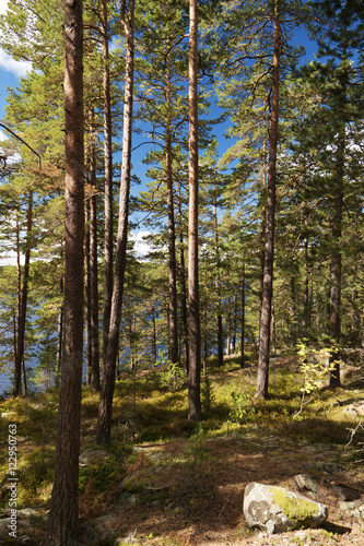 Im Tiveden Nationalpark in Schweden
