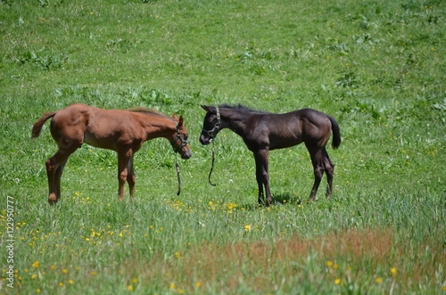 two foals in a field