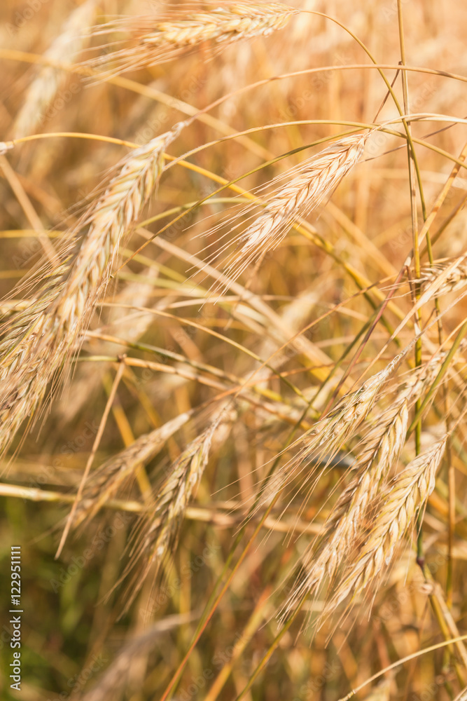 Field of rye in summer day, closeup Field of rye in summer day, closeup