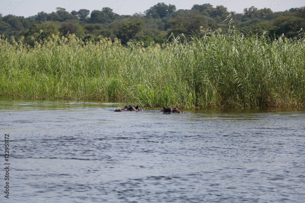 Attentive hippo family in the Okavango river, Namibia Africa Attentive hippo family in the Okavango river, Namibia Africa