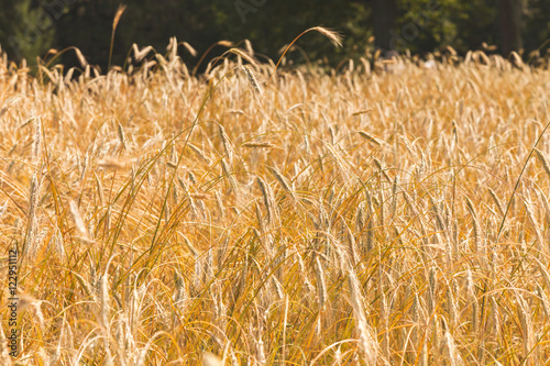Golden field of rye in summer