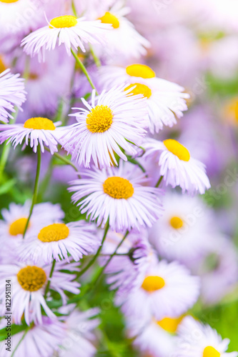 Aspen fleabane  daisy family flowers