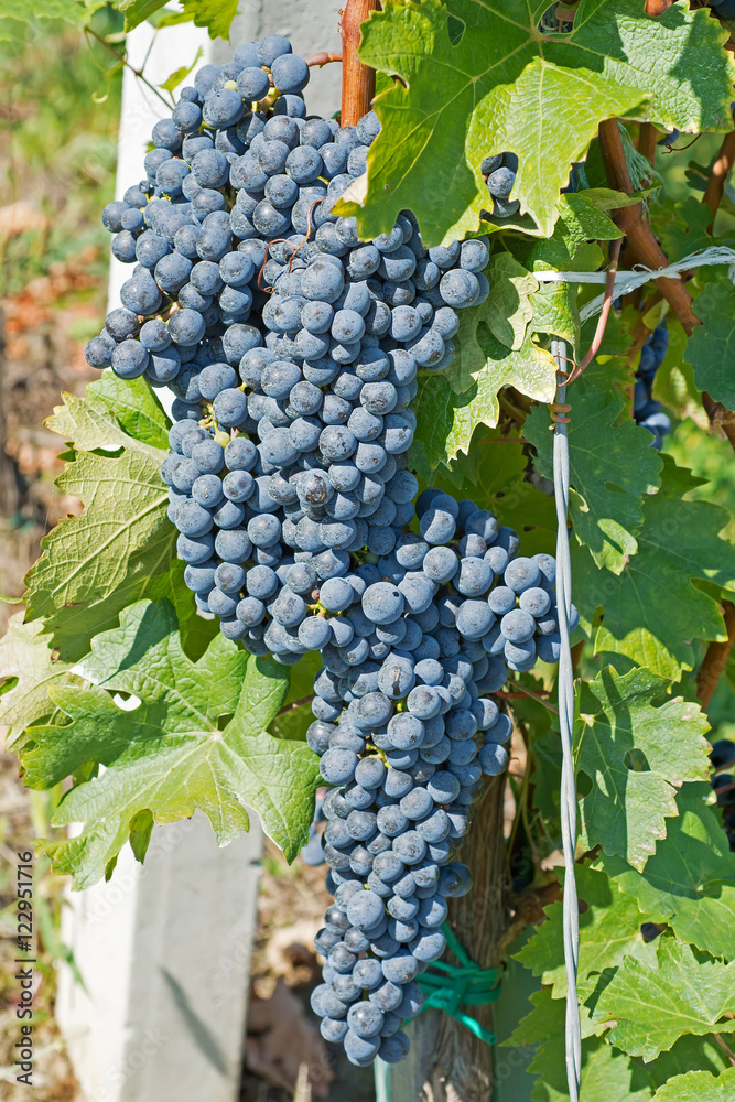 Grapes Hang From a Vine. Organic Grapes in Autumn. Vineyards on a Sunny Day in Autumn Harvest.