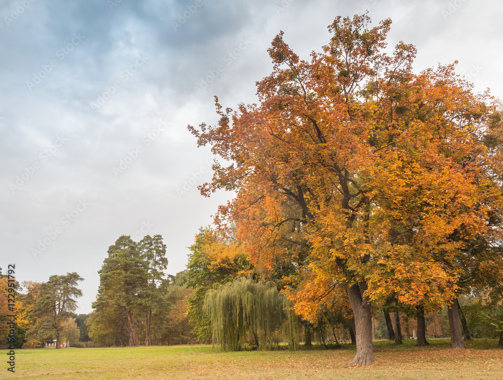 Naklejka premium Autumn in the Alexandria Park.