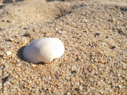 Close up of a shell on the beach