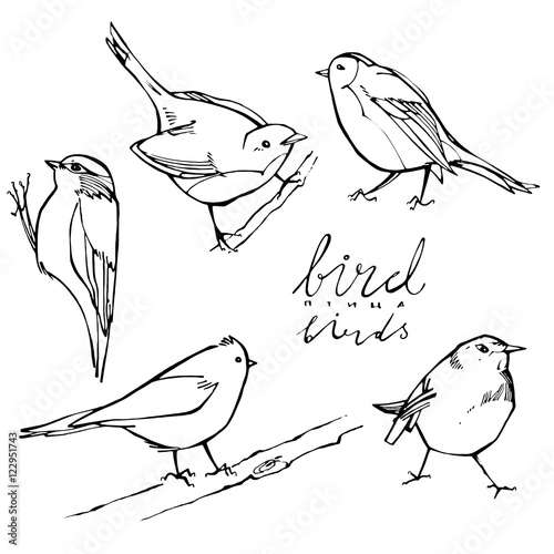 graphic birds on white background