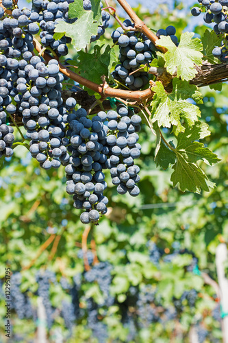 Grapes Hang From a Vine. Organic Grapes in Autumn. Vineyards on a Sunny Day in Autumn Harvest.