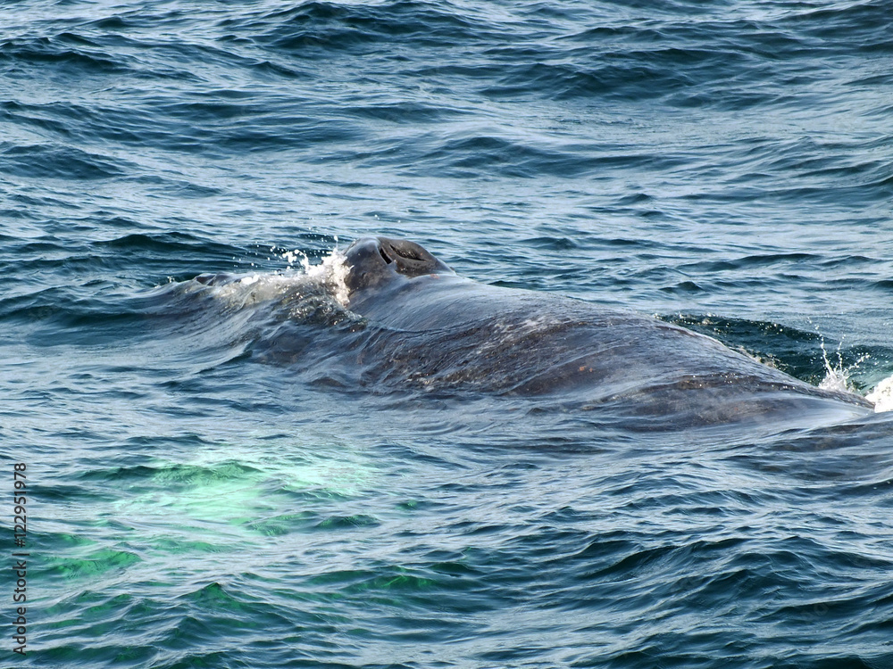 Fototapeta premium Humpback Whale