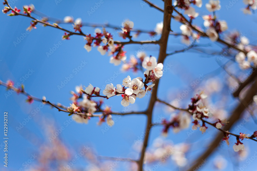  Spring sakura