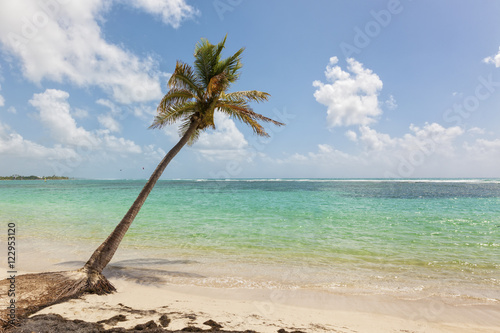 Fototapeta Naklejka Na Ścianę i Meble -  palm tree at tropical beach