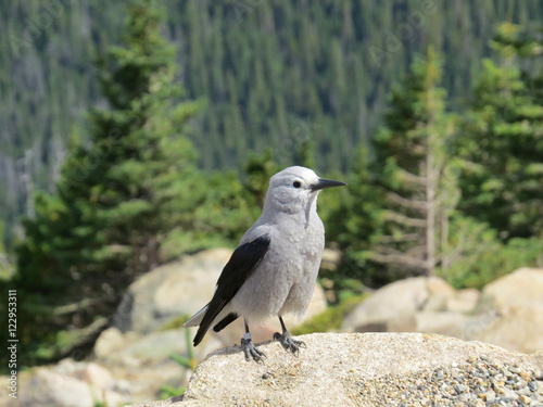 Rocky Mountains Grey Jay 