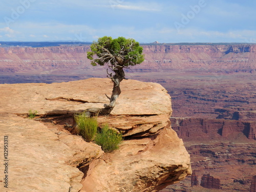 Wild Juniper tree Canyonlands
