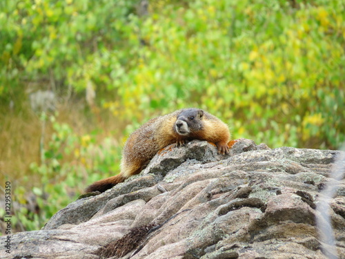 Rocky Mountains Yellow bellied marmot