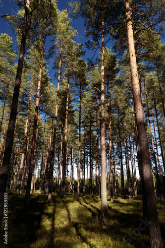 Wald und Heide Landschaft in Schweden