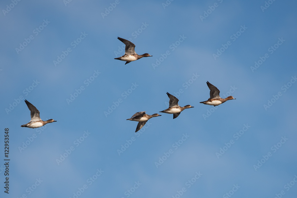 Eurasian Wigeon, Wigeon , Duck, Anas Penelope Eurasian Wigeon, Wigeon , Duck, Anas Penelope
