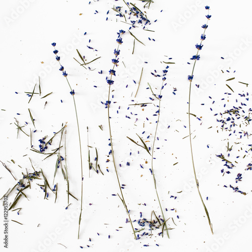 Lavender petals on a white background