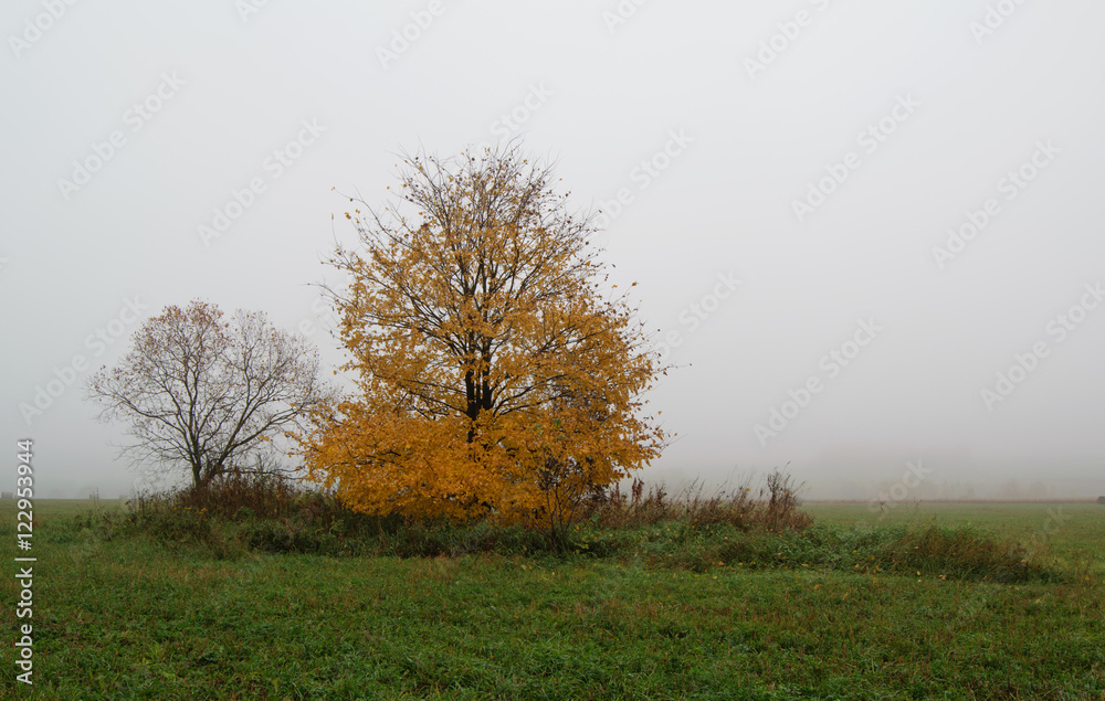 Осенний пейзаж с видом яркого желтого дерева в тумане 