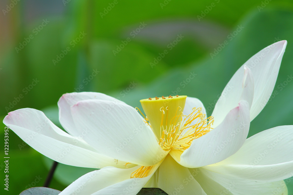 Fototapeta premium Lotus in Southeast Asia.