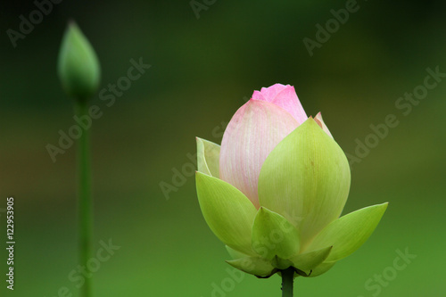 Lotus in Southeast Asia.