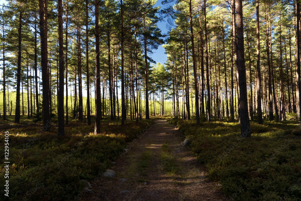 Wald und Heide Landschaft in Schweden