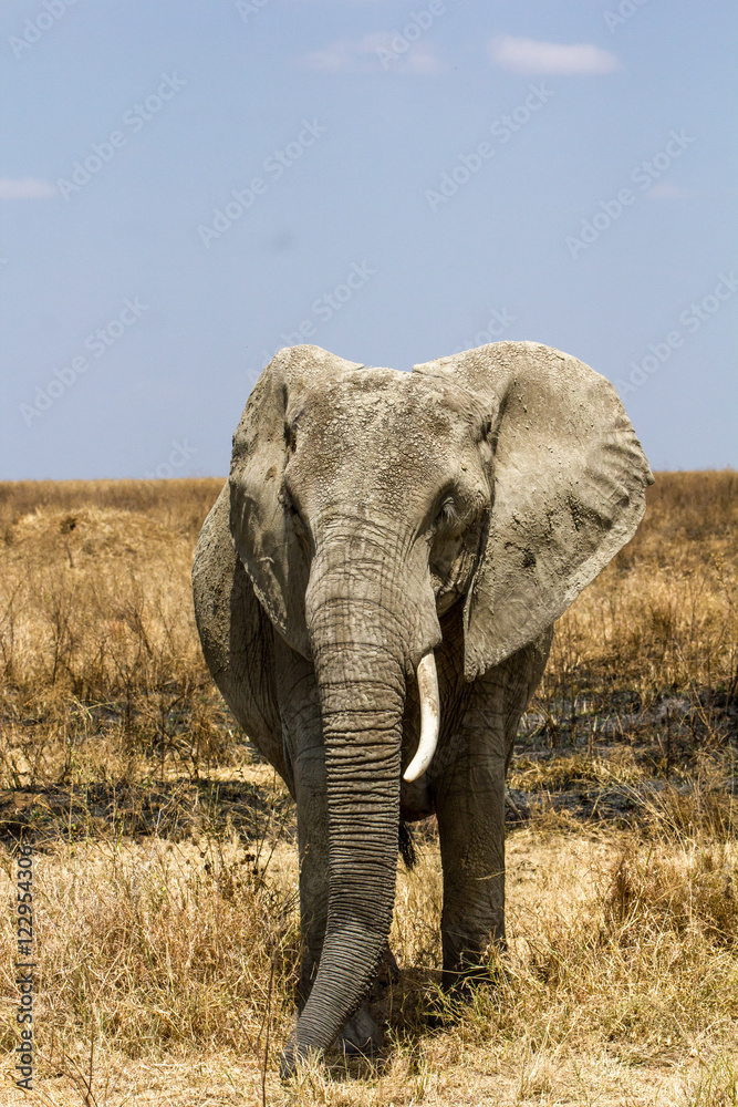 Fototapeta premium Elephants dans la savane de Tanzanie