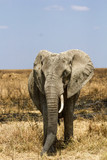Elephants dans la savane de Tanzanie