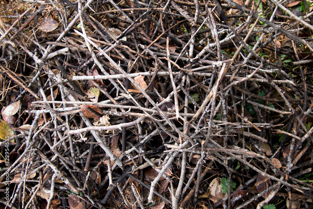 Stack of dry branches