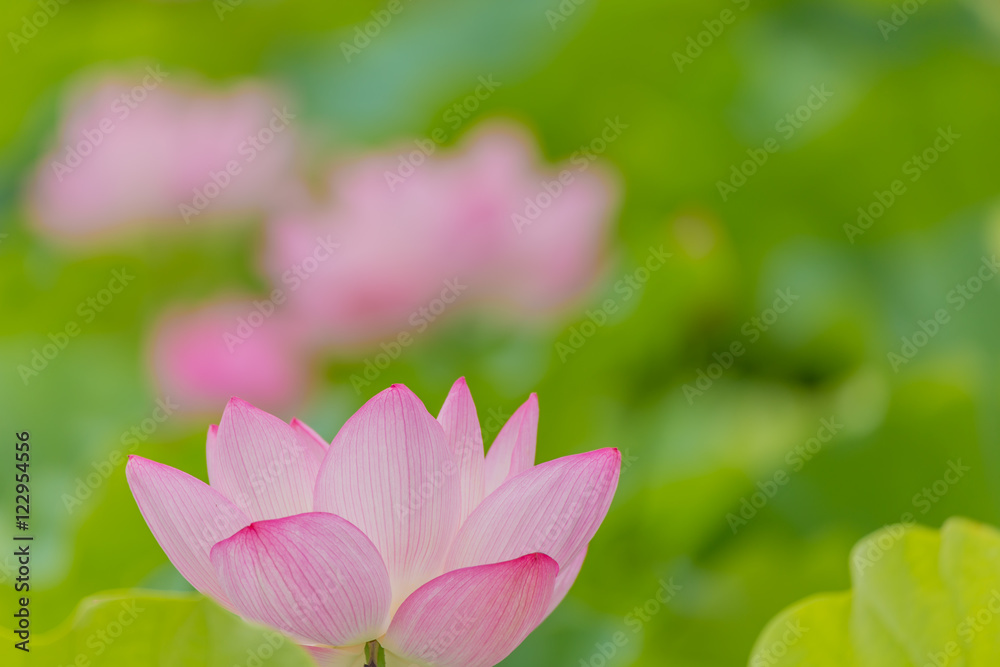The Lotus Flower.Background is the lotus leaf and lotus flower and lotus bud and lotus flower. The Lotus Flower.Background is the lotus leaf and lotus flower and lotus bud and lotus flower.
