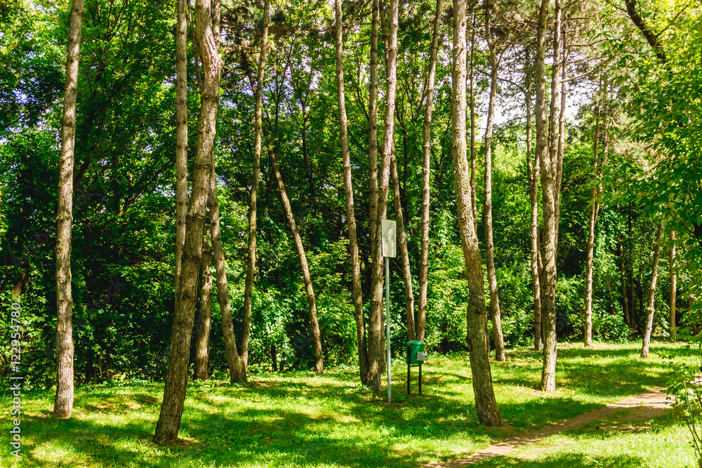 Fototapeta premium Forest with dumpster