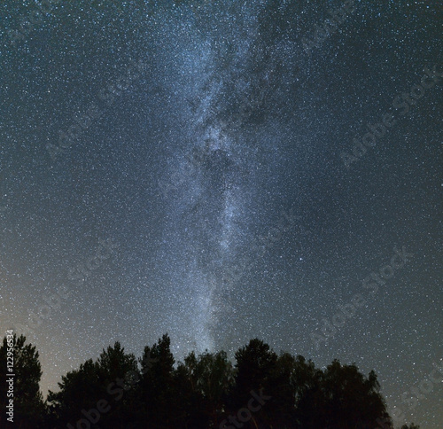 Clear night in the pine forest. Milky Way across the sky.
