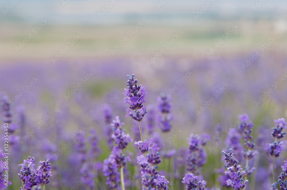 Obraz premium crimean lavender flowers on field background, local focus, shallow DOF