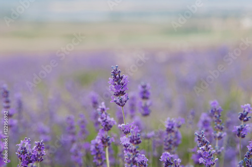 crimean lavender flowers on field background  local focus  shallow DOF  
