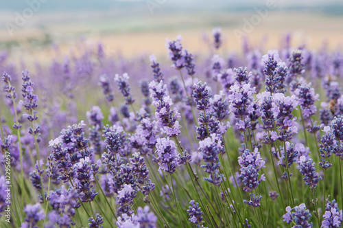 crimean lavender flowers, local focus, shallow DOF