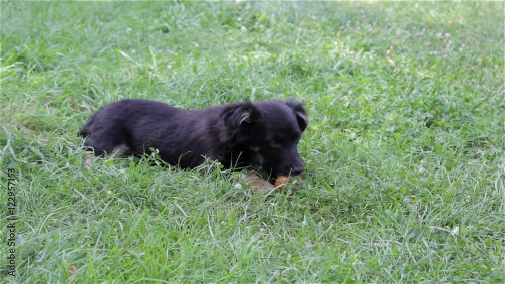 Puppy eats apple/small breed dog playing on grass chewing teeth apple Puppy eats apple/small breed dog playing on grass chewing teeth apple