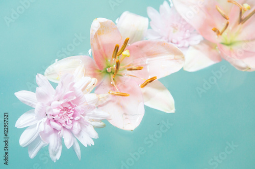 Light Pink Rose Flowers in water © nielvdw