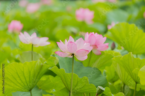 The Lotus Flower.Background is the lotus leaf and lotus flower and lotus bud and lotus flower.